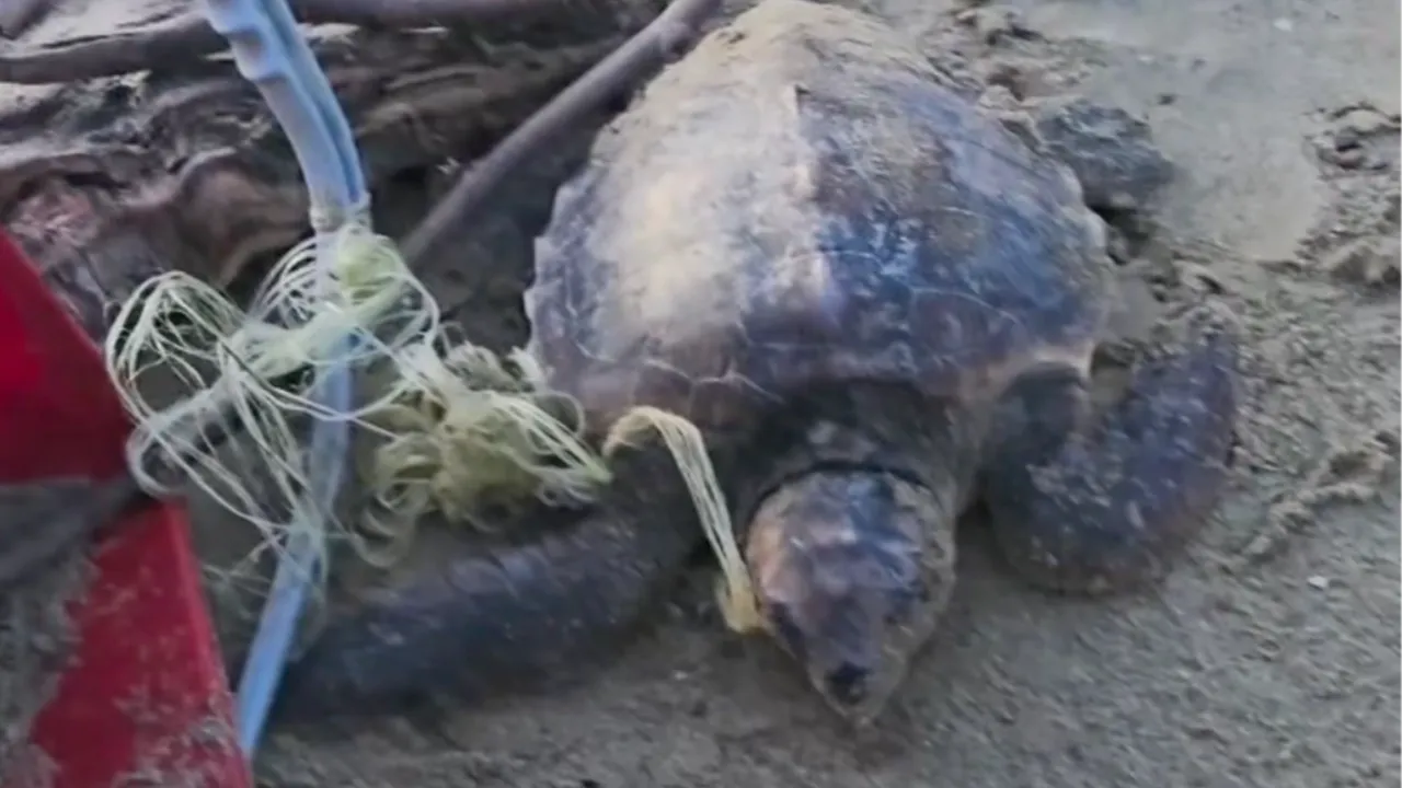 Sahilde hareketsiz yatarken buldular dolanan misinaları temizleyip denize bıraktılar