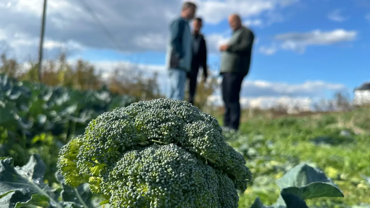 Tarlada 5, markette 70 lira! Üreticiler 14 katlık fiyat farkına tepkili 