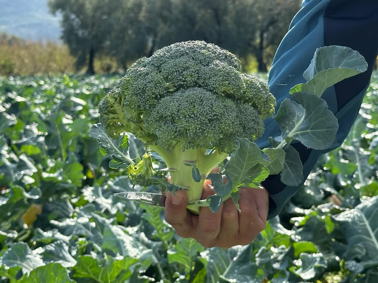 Tarlada 5, markette 70 lira! Üreticiler 14 katlık fiyat farkına tepkili
