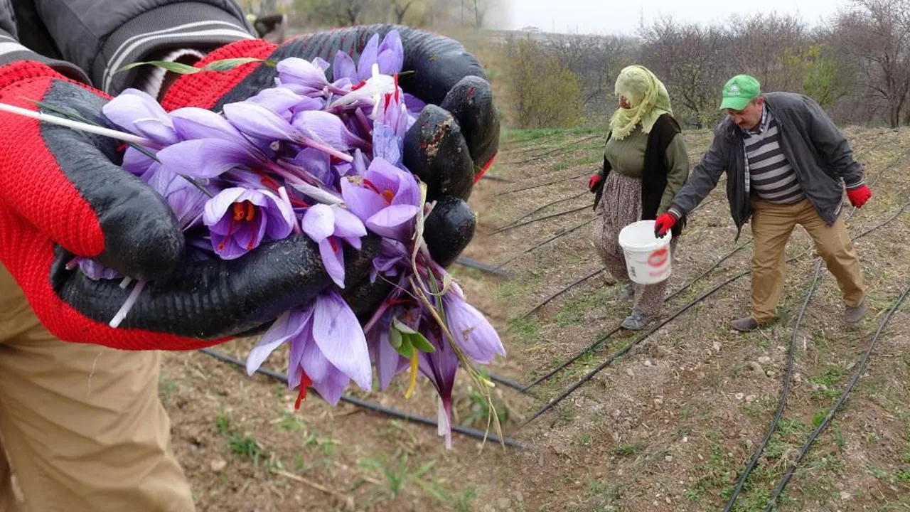 Tarlasına ekti, 4 yılın sonunda köşeyi döndü: Gramını 600 TL'den satıyor!