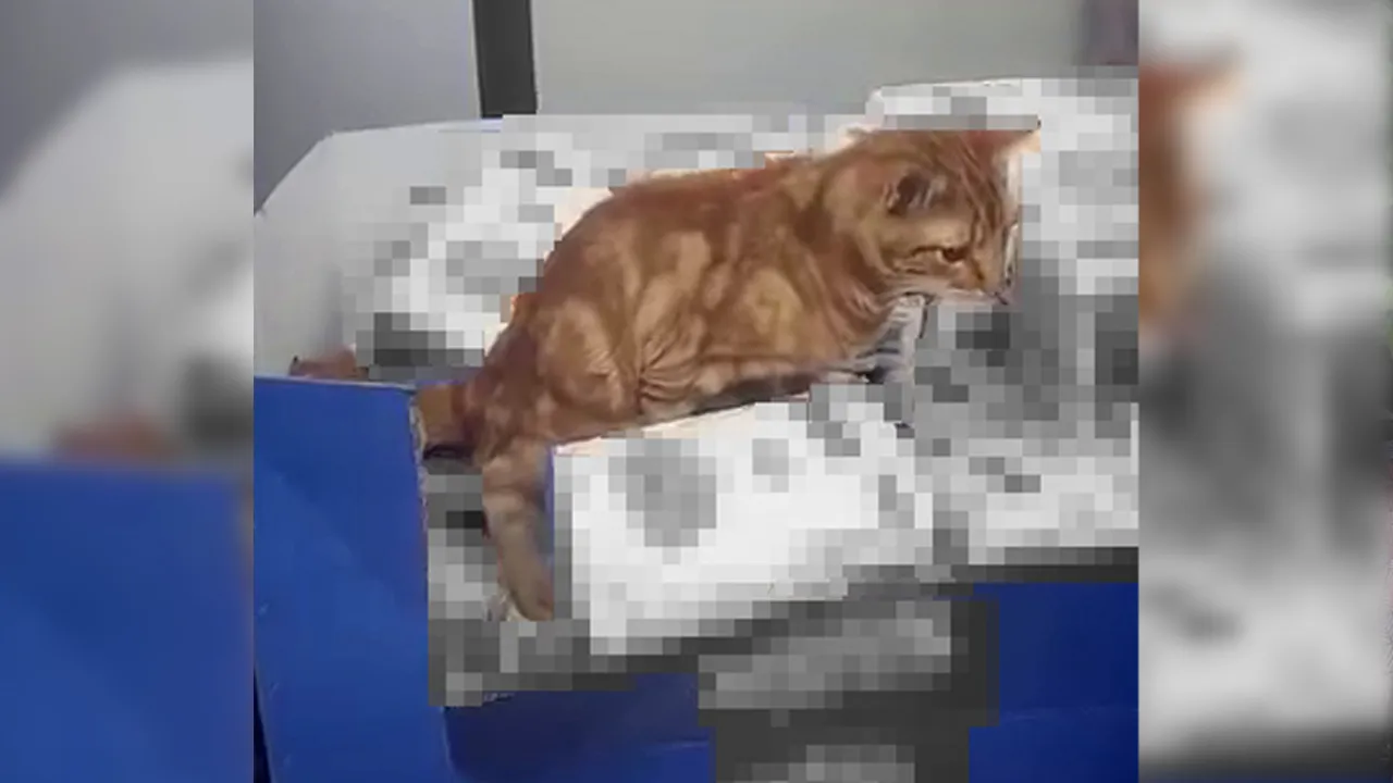 Zincir markette mide bulandıran görüntü! Kedi un paketlerinin üzerine tuvaletini yaptı