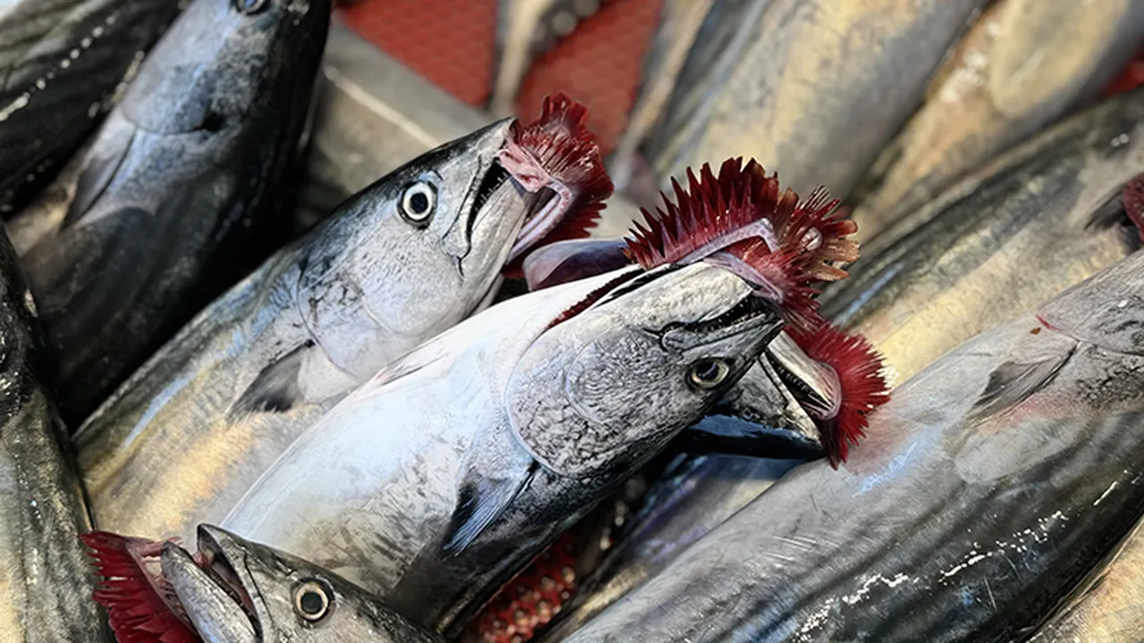 Aralık ayında en lezzetli balık hangisi?