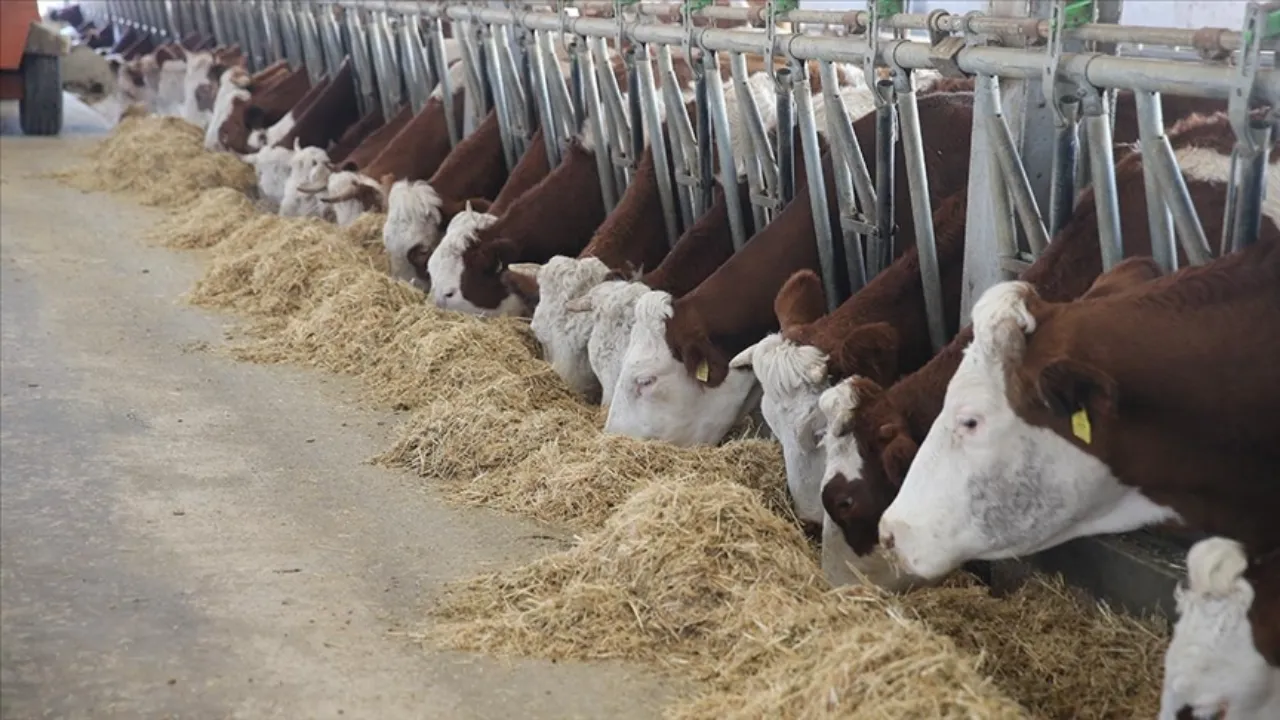 Devletten 1 milyon lira hibe aldı, 9 yılda hayvan sayısını 4'ten 80'e çıkardı 