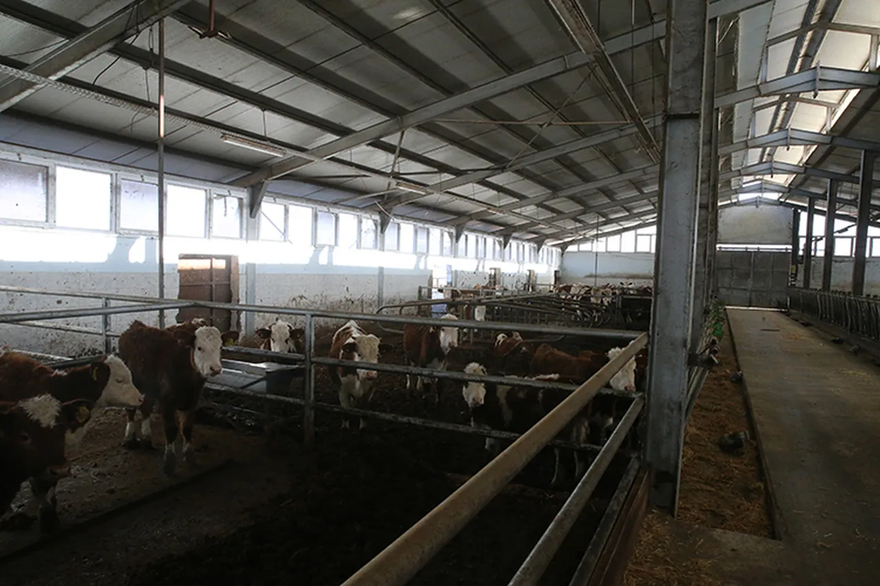 Devletten 1 milyon lira hibe aldı, 9 yılda hayvan sayısını 4ten 80e çıkardı