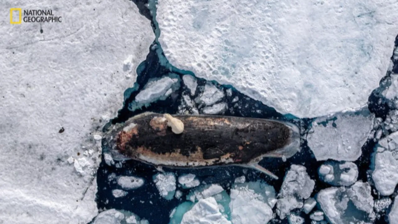 Güzel ve kırılgan! Yılın vahşi hayat fotoğraflarında artan hüzün