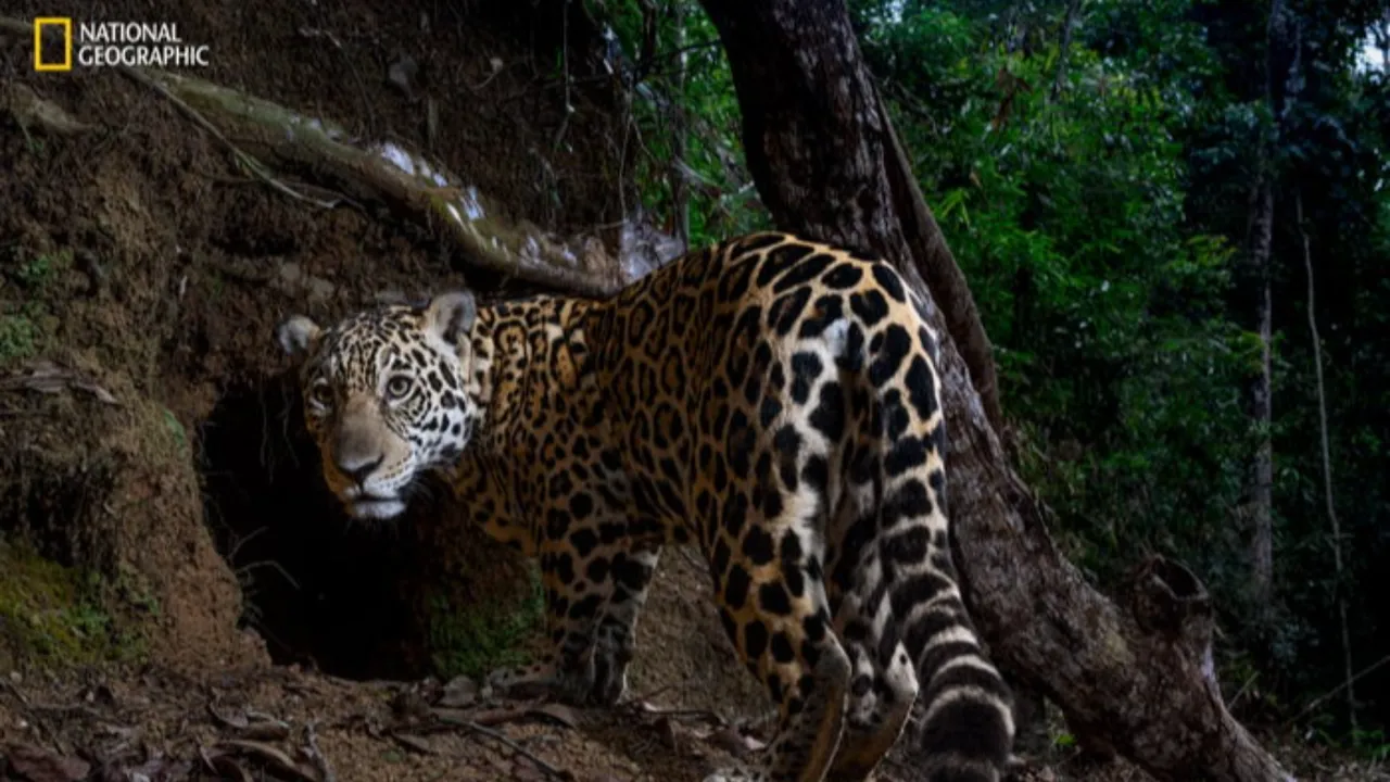 Güzel ve kırılgan! Yılın vahşi hayat fotoğraflarında artan hüzün