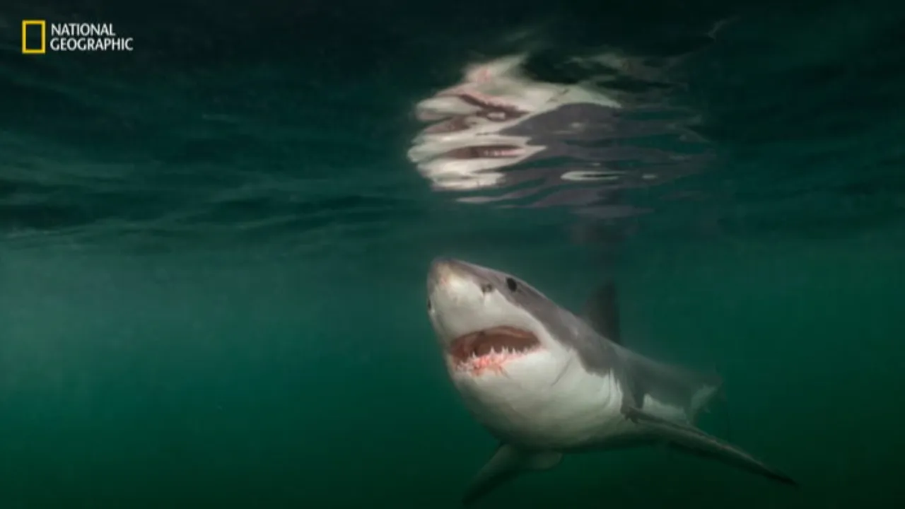 Güzel ve kırılgan! Yılın vahşi hayat fotoğraflarında artan hüzün
