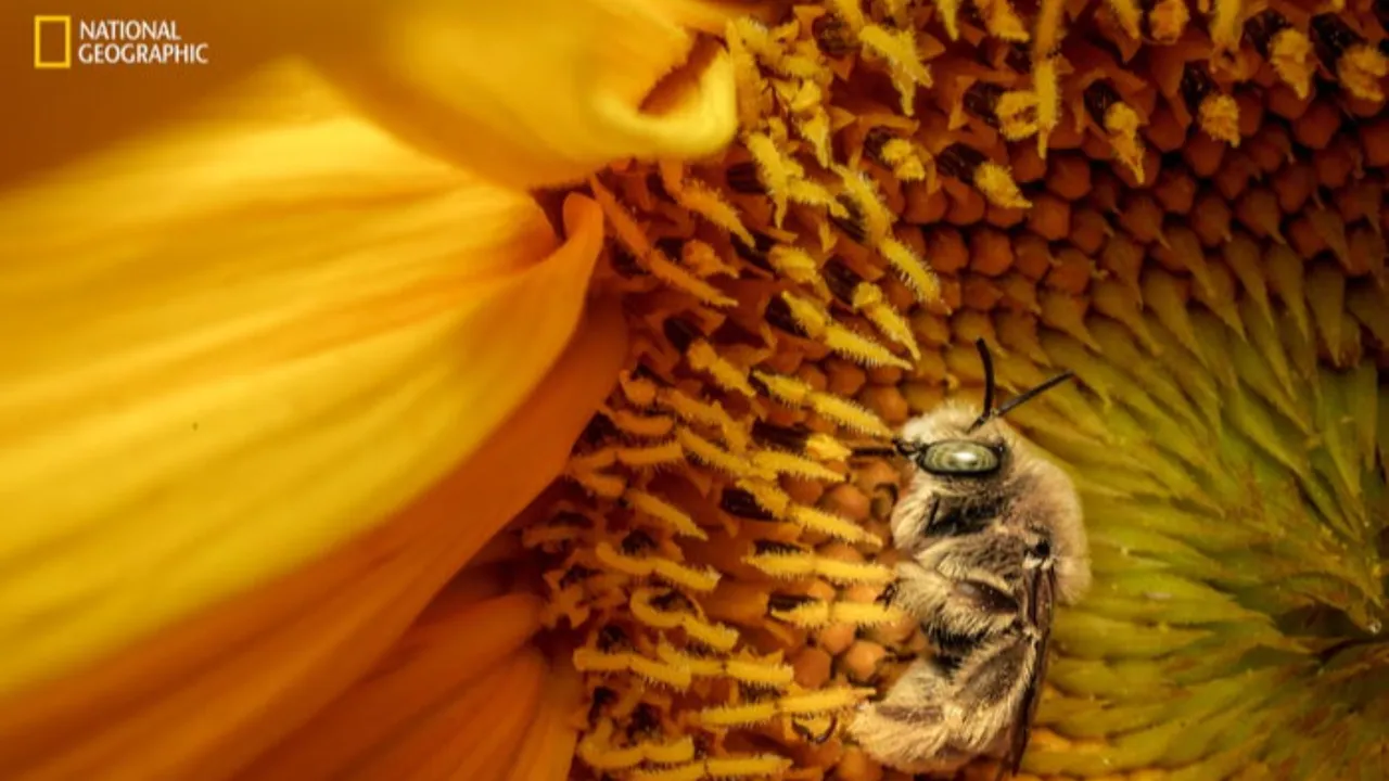 Güzel ve kırılgan! Yılın vahşi hayat fotoğraflarında artan hüzün