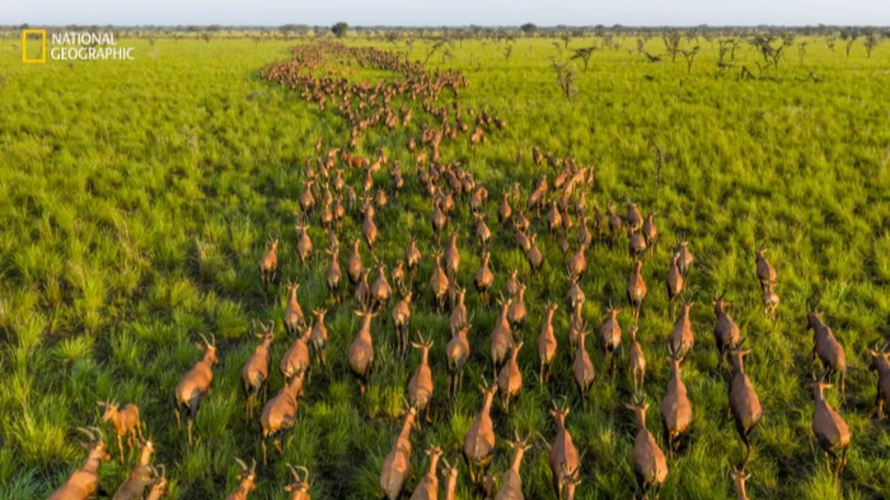 Güzel ve kırılgan! Yılın vahşi hayat fotoğraflarında artan hüzün