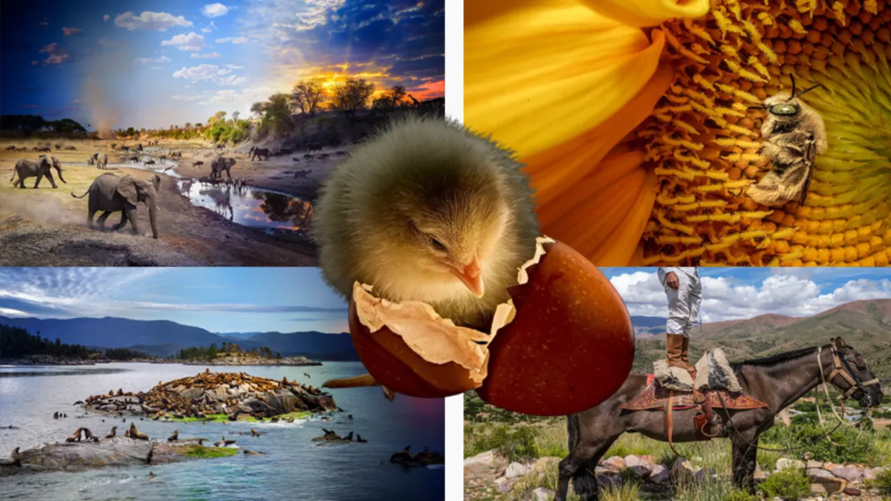 Güzel ve kırılgan! Yılın vahşi hayat fotoğraflarında artan hüzün