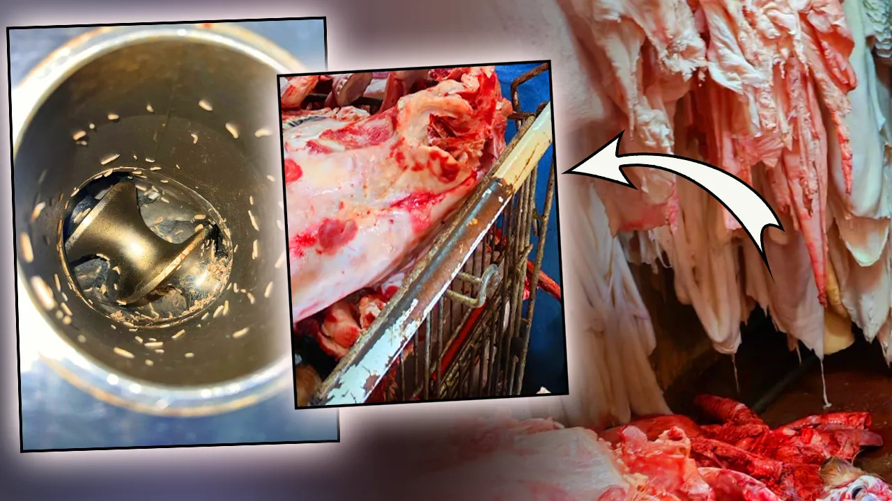 1,8 milioni di lira di multe per violazioni igieniche nelle ispezioni di Çanakkale