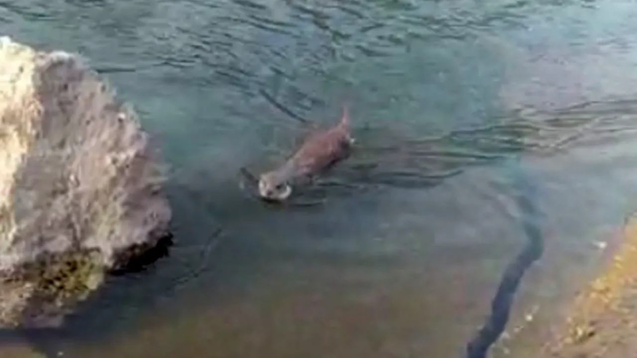 Nesli tehlike altındaydı, Elazığ'da görüntülendi! 