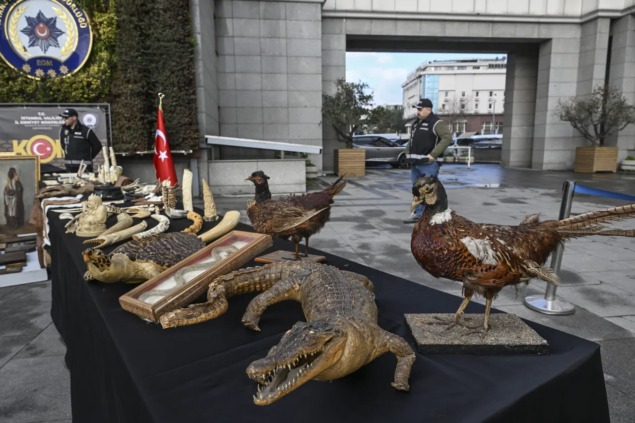 İstanbul'da tarihi eser operasyonu! Timsah eli, piton derisi, sikke, tüfek, kılıç...