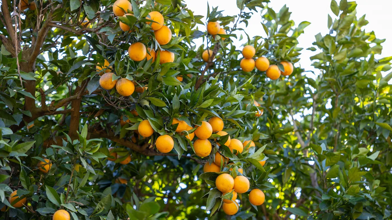 Mersin kan portakalının yeni hedefi Avrupa!
