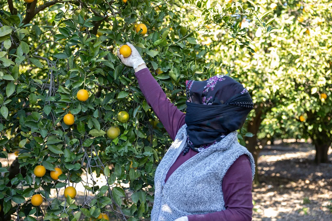 Mersin kan portakalının yeni hedefi!