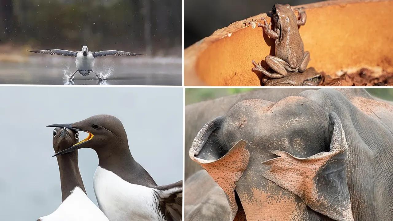 Mizah dolu anlar objektife takıldı: Vahşi hayatın neşeli yüzü