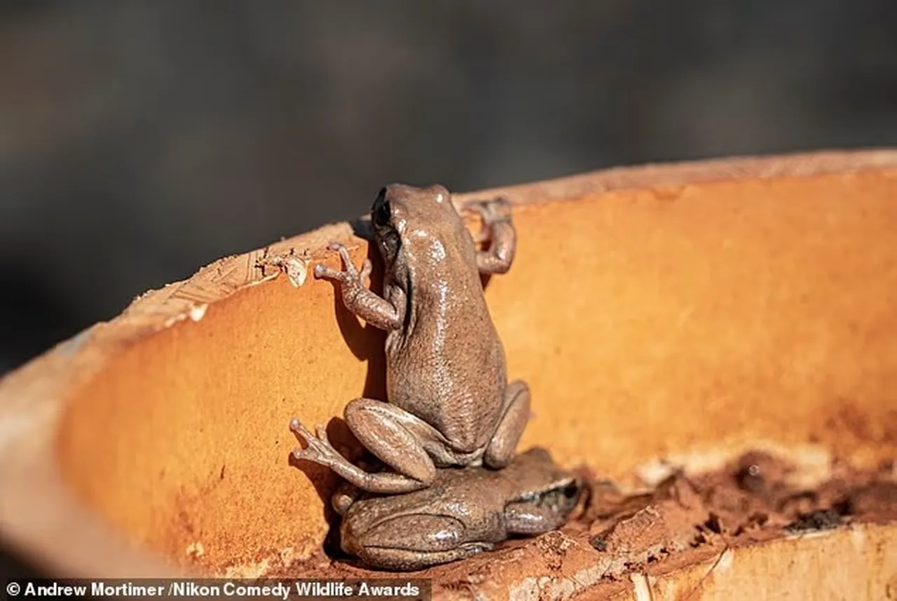 Mizah dolu anlar objektife takıldı: Vahşi hayatın neşeli yüzü