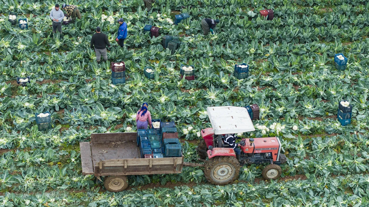 Türkiye'nin kışlık sebze üretim merkezinde yoğun mesai