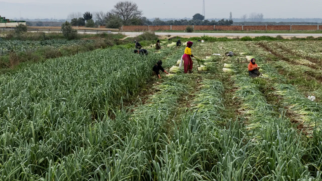 Türkiye'nin kışlık sebze üretim merkezinde yoğun mesai