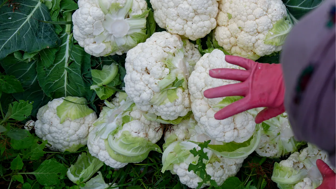 Türkiye'nin kışlık sebze üretim merkezinde yoğun mesai