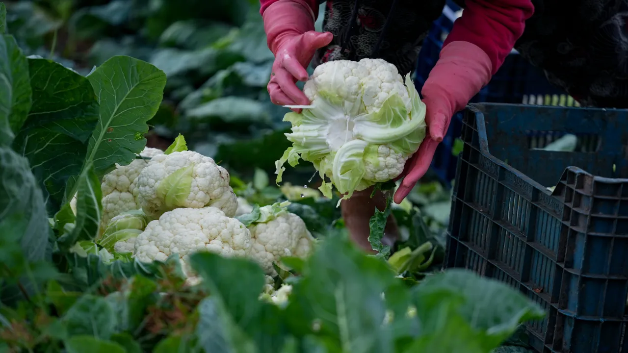 Türkiye'nin kışlık sebze üretim merkezinde yoğun mesai