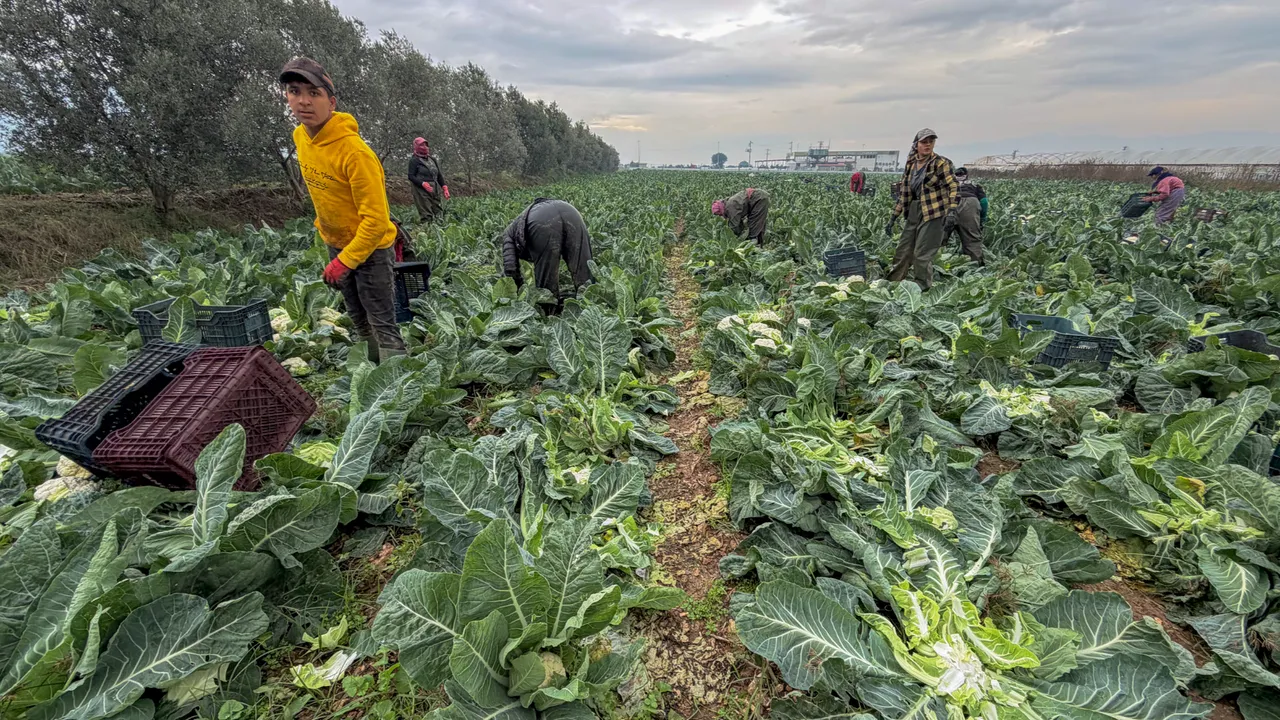 Türkiye'nin kışlık sebze üretim merkezinde yoğun mesai