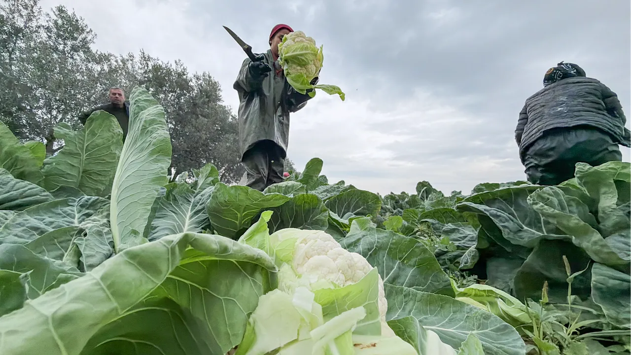 Türkiye'nin kışlık sebze üretim merkezinde yoğun mesai