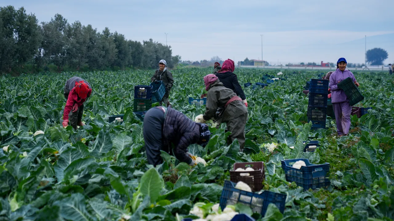 Türkiye'nin kışlık sebze üretim merkezinde yoğun mesai