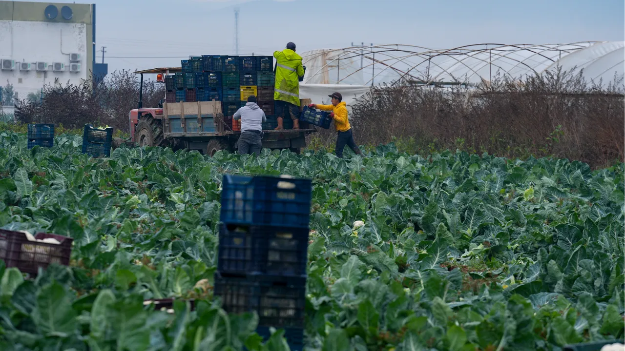 Türkiye'nin kışlık sebze üretim merkezinde yoğun mesai
