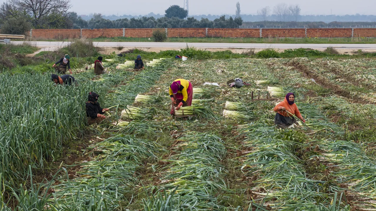 Türkiye'nin kışlık sebze üretim merkezinde yoğun mesai