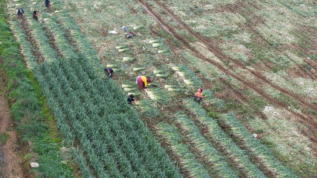 Türkiye'nin kışlık sebze üretim merkezinde yoğun mesai