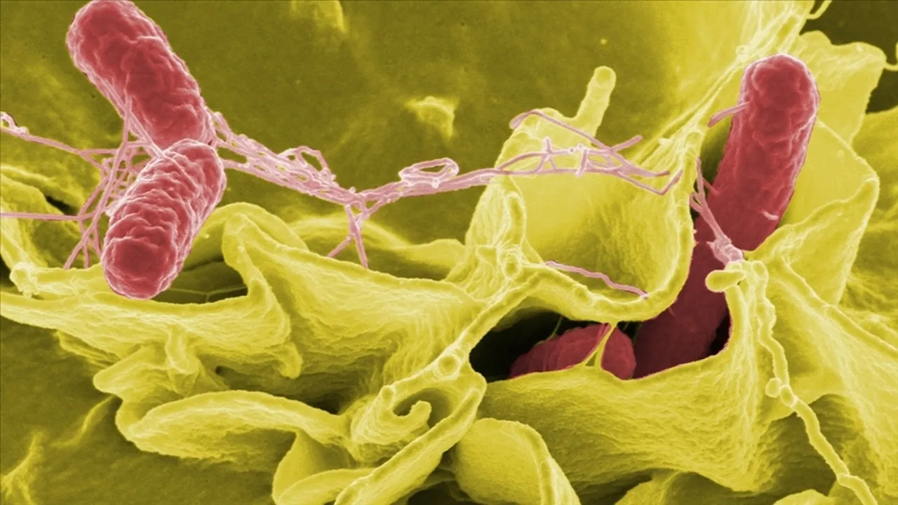 Salmonella bakterisi