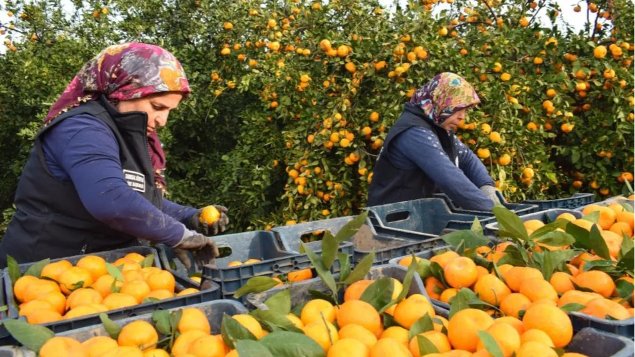 Kilosu 2 TL'ye düşünce çürümeye terk edilmişti! Belediye hepsini alıp vatandaşa bedava dağıttı