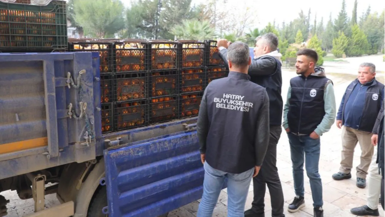 Kilosu 2 TL'ye düşünce çürümeye terk edilmişti! Belediye hepsini alıp vatandaşa bedava dağıttı