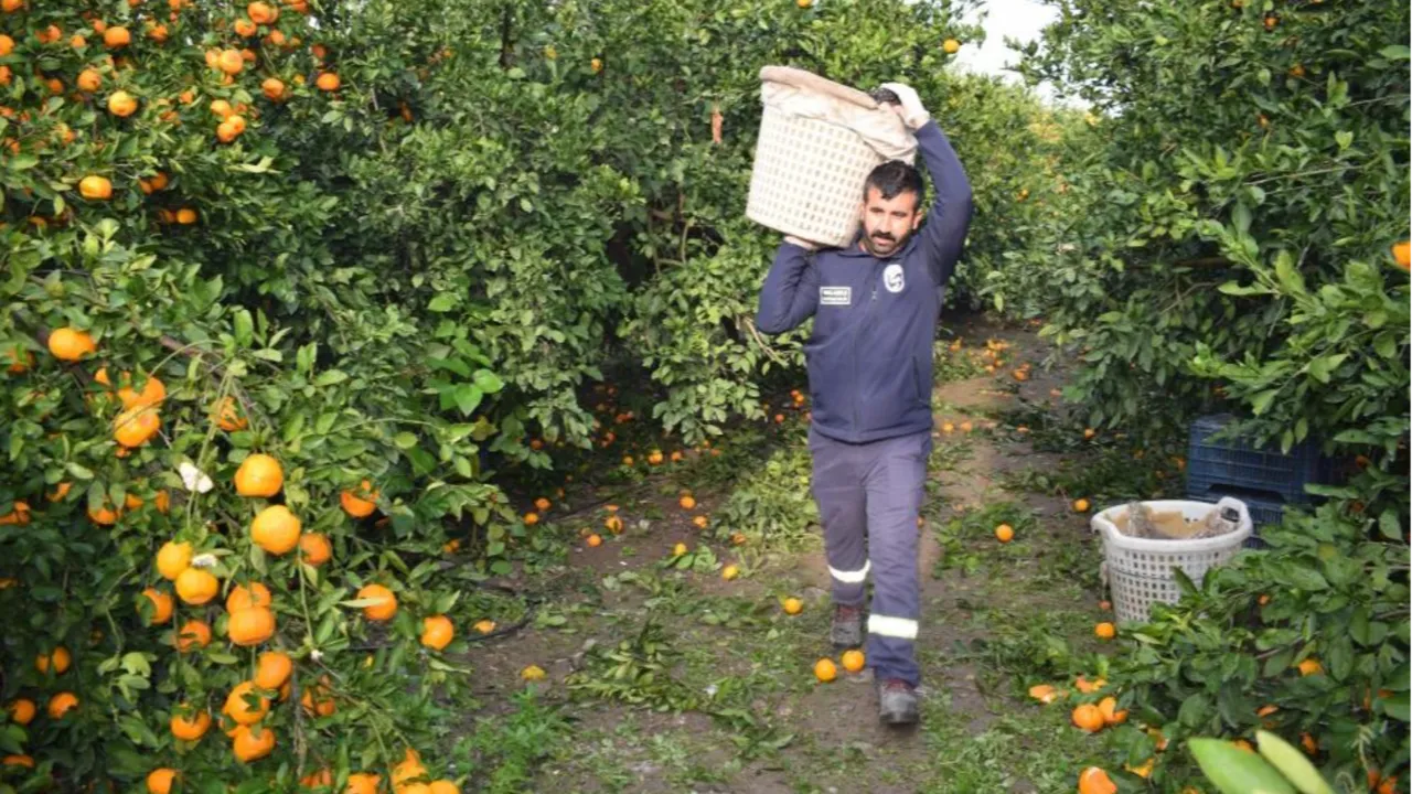 Kilosu 2 TL'ye düşünce çürümeye terk edilmişti! Belediye hepsini alıp vatandaşa bedava dağıttı
