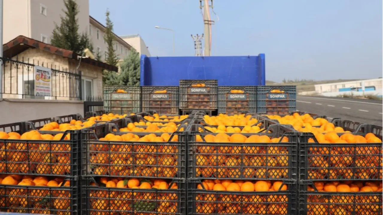 Kilosu 2 TL'ye düşünce çürümeye terk edilmişti! Belediye hepsini alıp vatandaşa bedava dağıttı