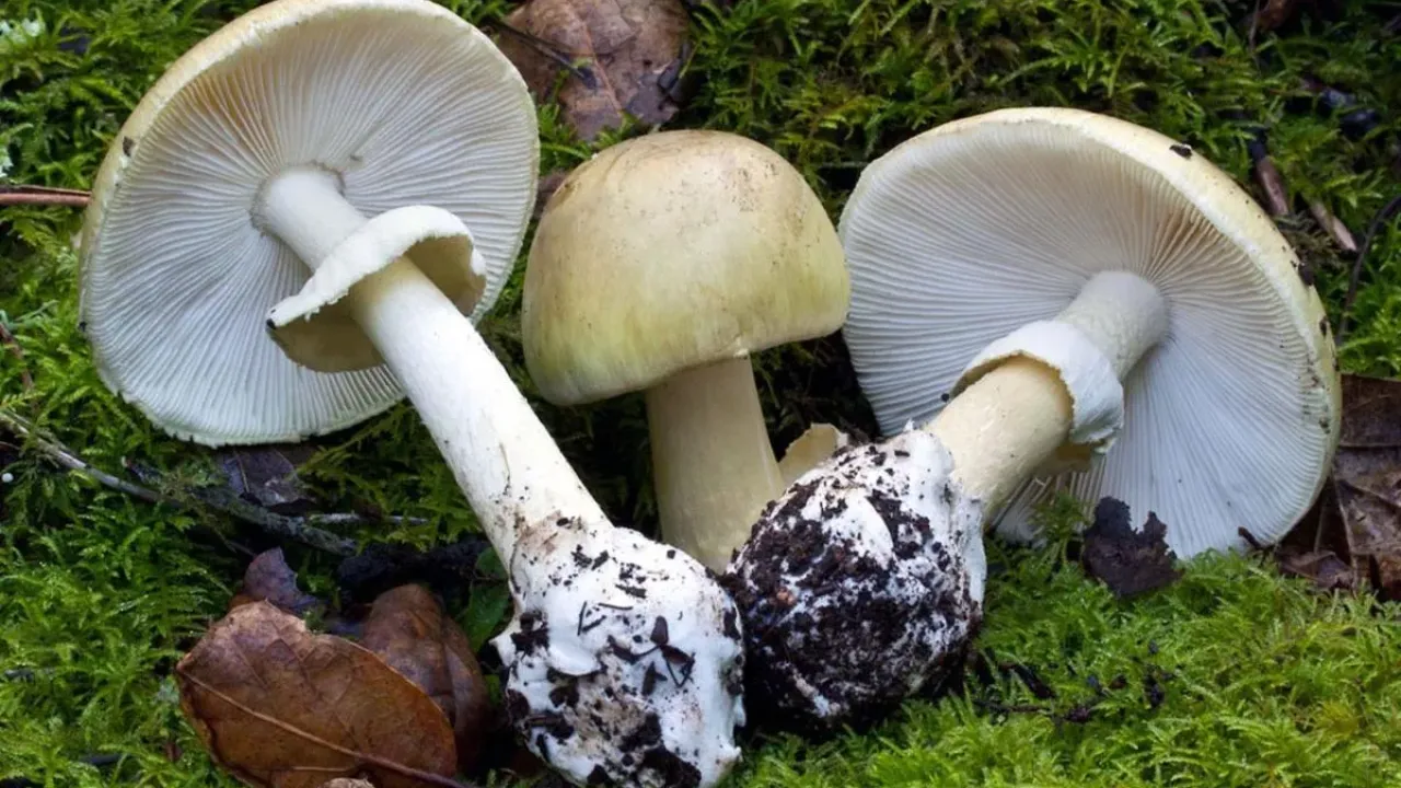 Köygöçüren nedir, nerelerde var? Köygöçüren mantarı zehirlenme belirtileri neler?