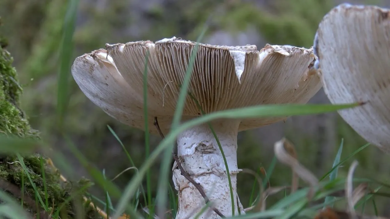 Köygöçüren nedir, nerelerde var? Köygöçüren mantarı zehirlenme belirtileri neler?