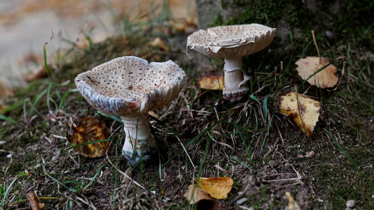 Köygöçüren nedir, nerelerde var? Köygöçüren mantarı zehirlenme belirtileri neler?