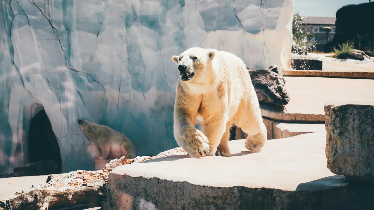 Küresel ısınma DNA'larını değiştirdi! Kutup ayıları için sevindiren haber