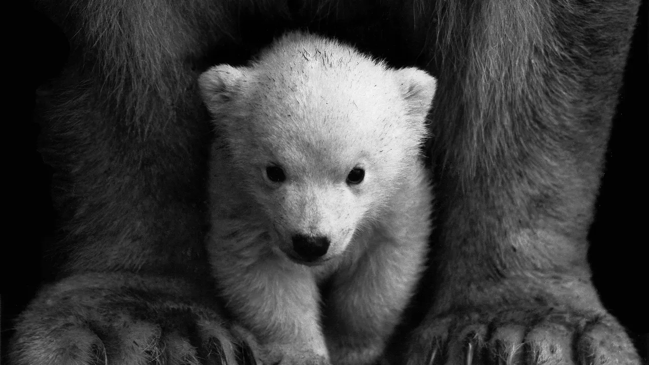 Küresel ısınma DNA'larını değiştirdi! Kutup ayıları için sevindiren haber