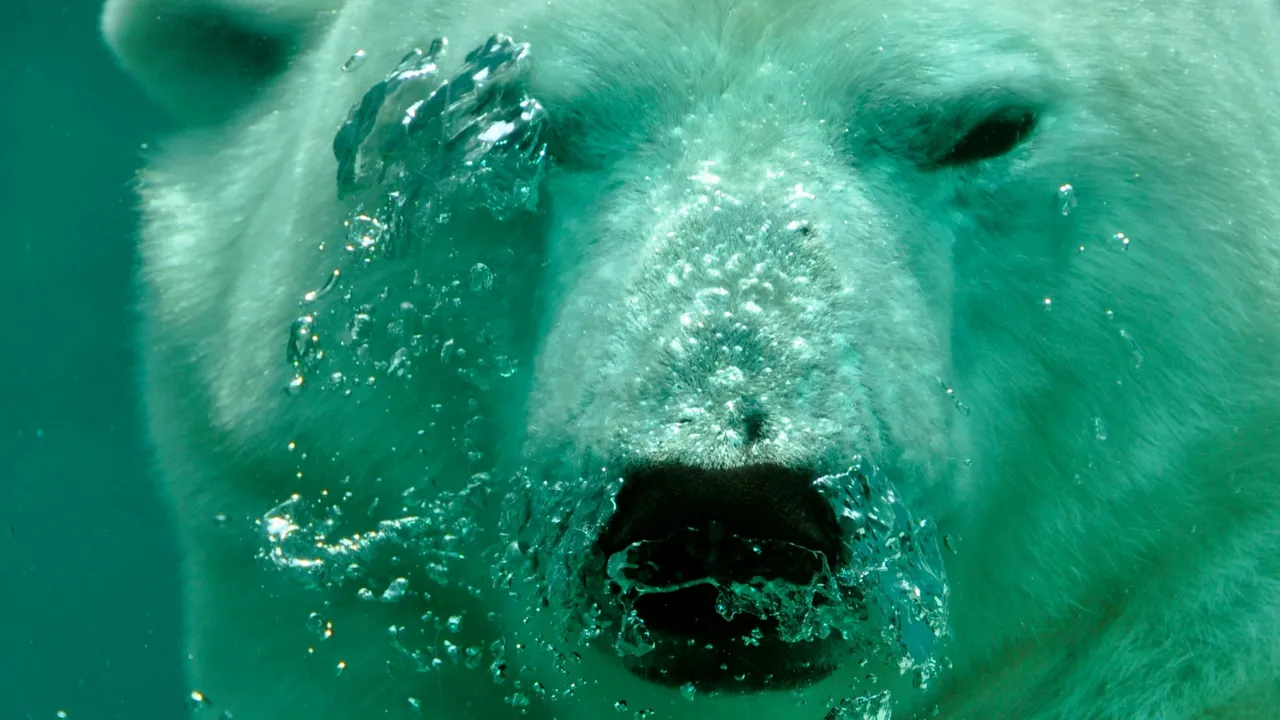 Küresel ısınma DNA'larını değiştirdi! Kutup ayıları için sevindiren haber