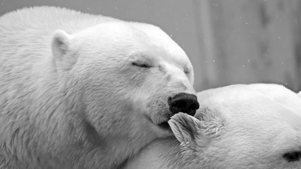 Küresel ısınma DNA'larını değiştirdi! Kutup ayıları için sevindiren haber