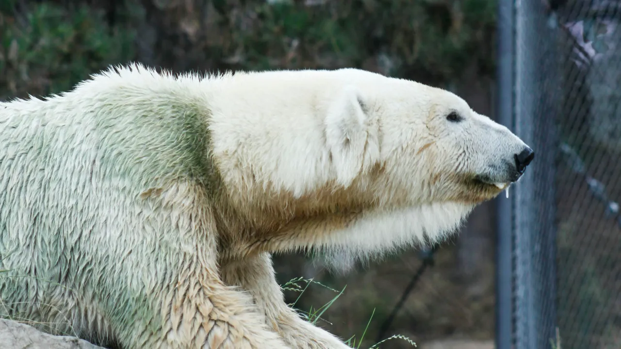 Küresel ısınma DNA'larını değiştirdi! Kutup ayıları için sevindiren haber