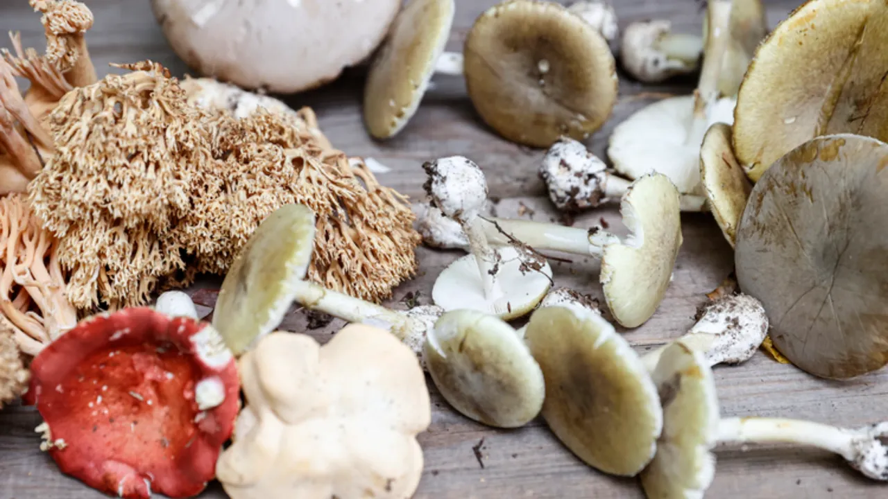 Mantardan ölümlerde yüzde 95 bu tür sorumlu: Belirtiler 6 saat içerisinde başlıyor