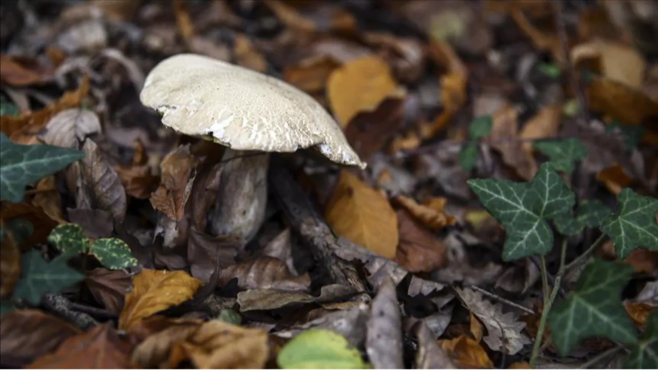 Mantardan ölümlerde yüzde 95 bu tür sorumlu: Belirtiler 6 saat içerisinde başlıyor