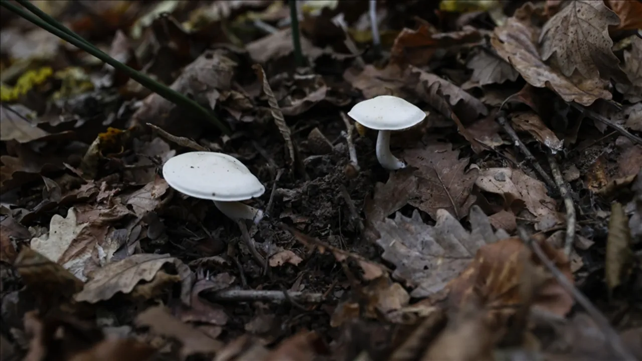 Mantardan ölümlerde yüzde 95 bu tür sorumlu: Belirtiler 6 saat içerisinde başlıyor
