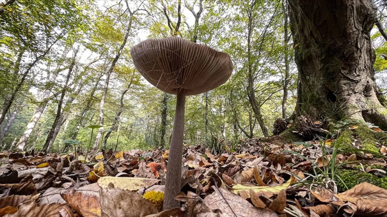 Mantardan ölümlerde yüzde 95 bu tür sorumlu: Belirtiler 6 saat içerisinde başlıyor