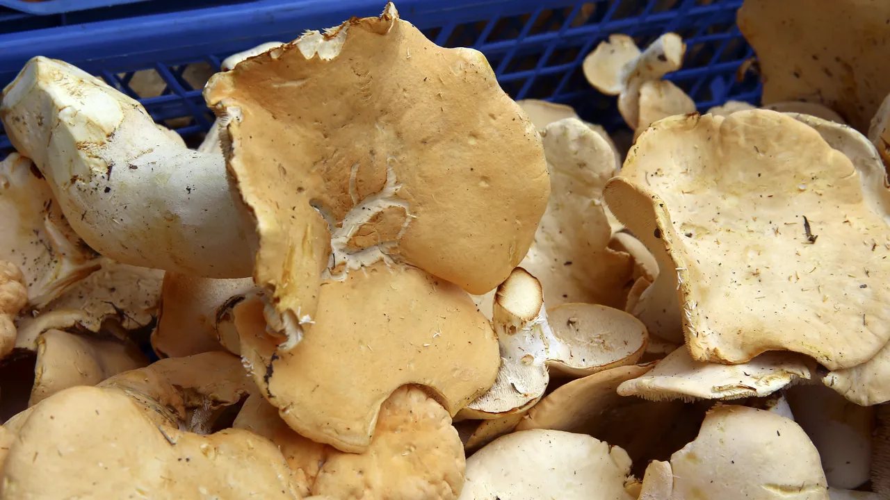 Mantardan ölümlerde yüzde 95 bu tür sorumlu: Belirtiler 6 saat içerisinde başlıyor