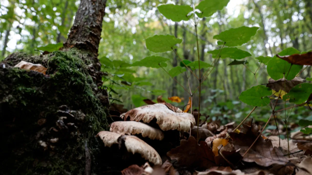 Mantardan ölümlerde yüzde 95 bu tür sorumlu: Belirtiler 6 saat içerisinde başlıyor